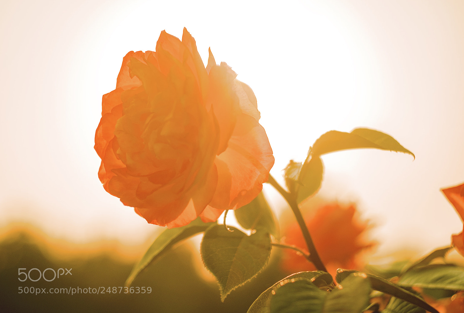 Fujifilm X-E1 sample photo. Summer flower photography
