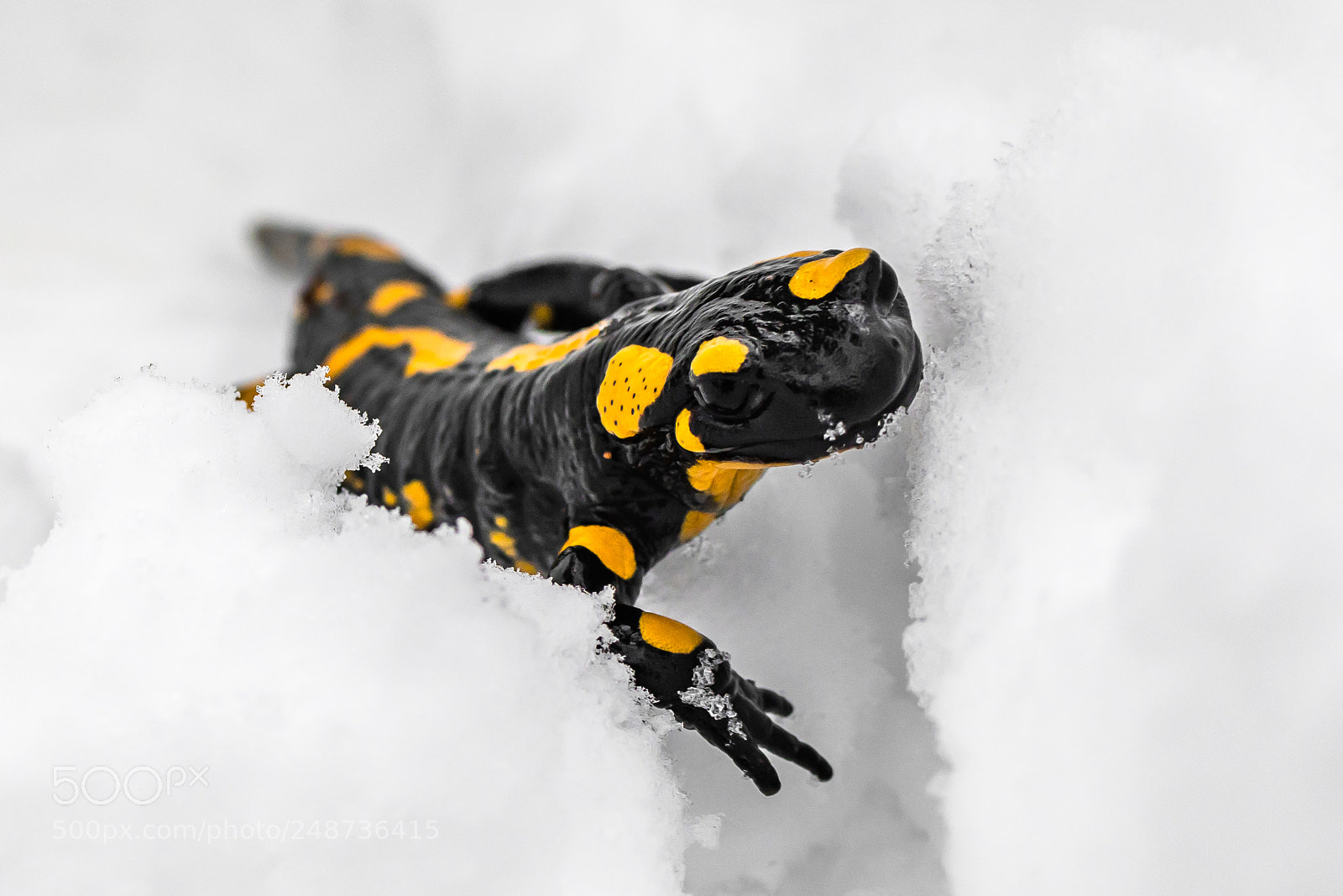 Nikon D500 sample photo. Lizard on the snow photography