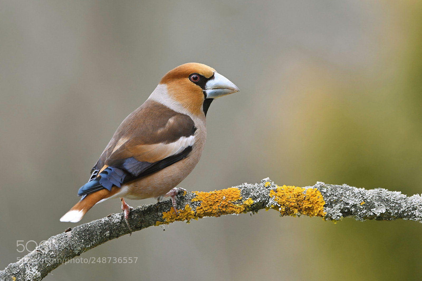 Nikon D500 sample photo. The hawfinch photography