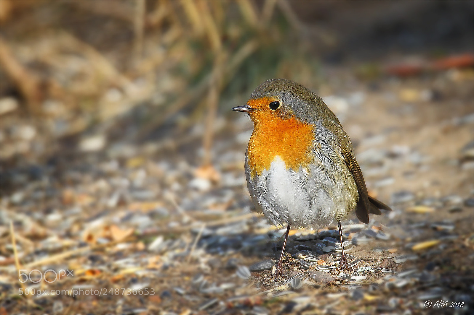 Canon EOS 7D Mark II sample photo. Robin photography