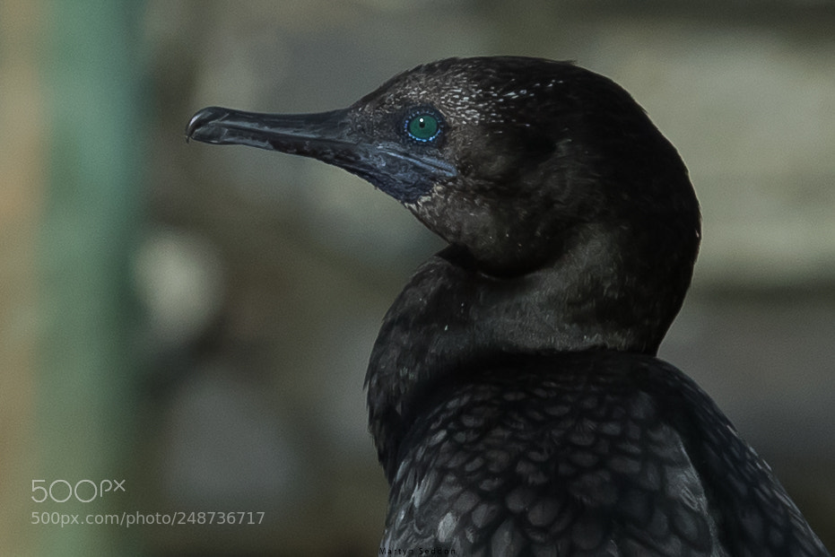 Canon EOS 7D Mark II sample photo. Black cormorant photography