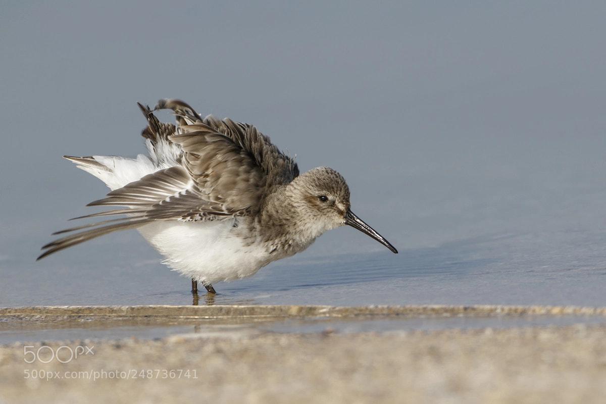 Canon EOS 7D Mark II sample photo. Dunlin photography