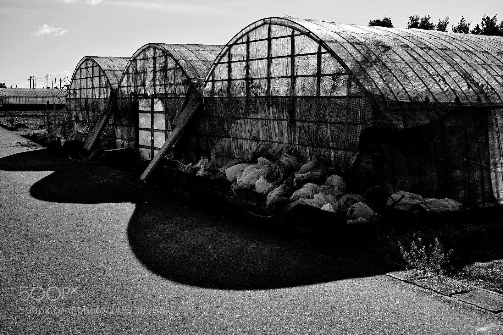 Sigma DP2 Merrill sample photo. Greenhouse photography