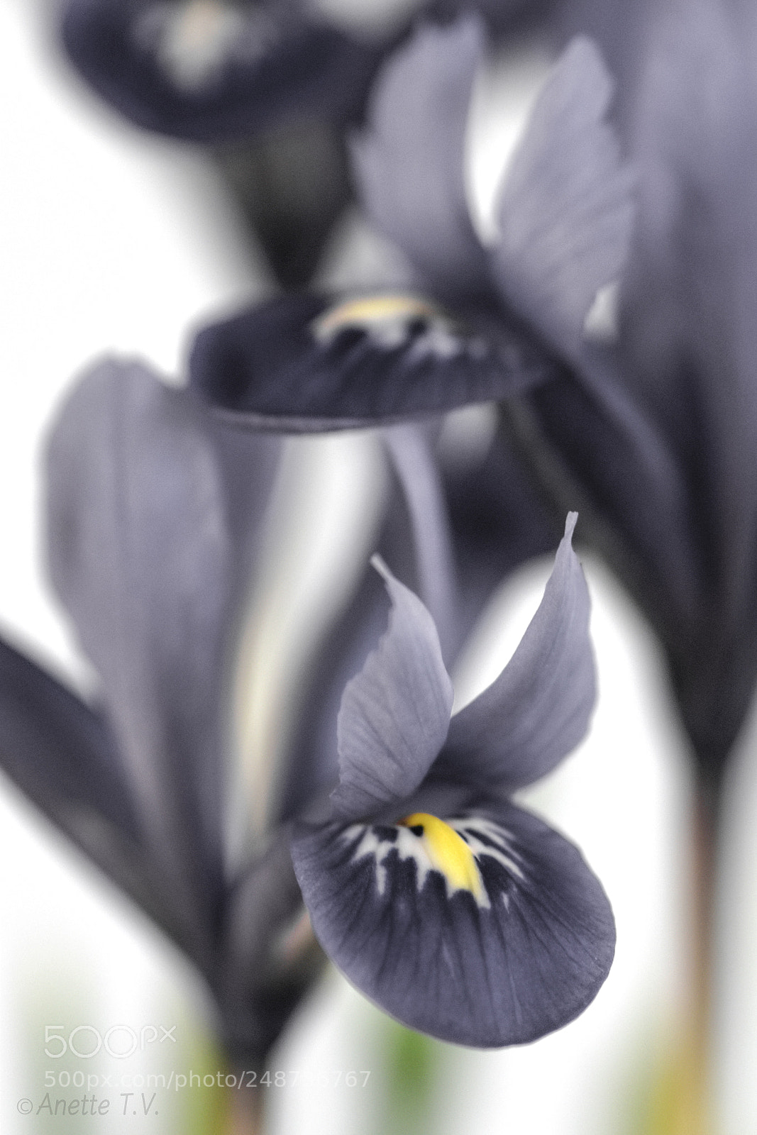 Nikon D5500 sample photo. Iris photography