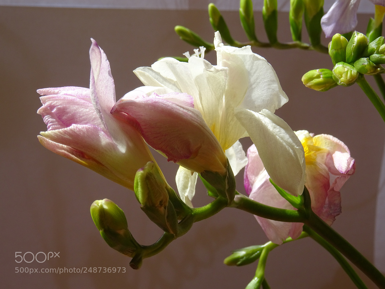Sony DSC-HX60 sample photo. Dsc photography