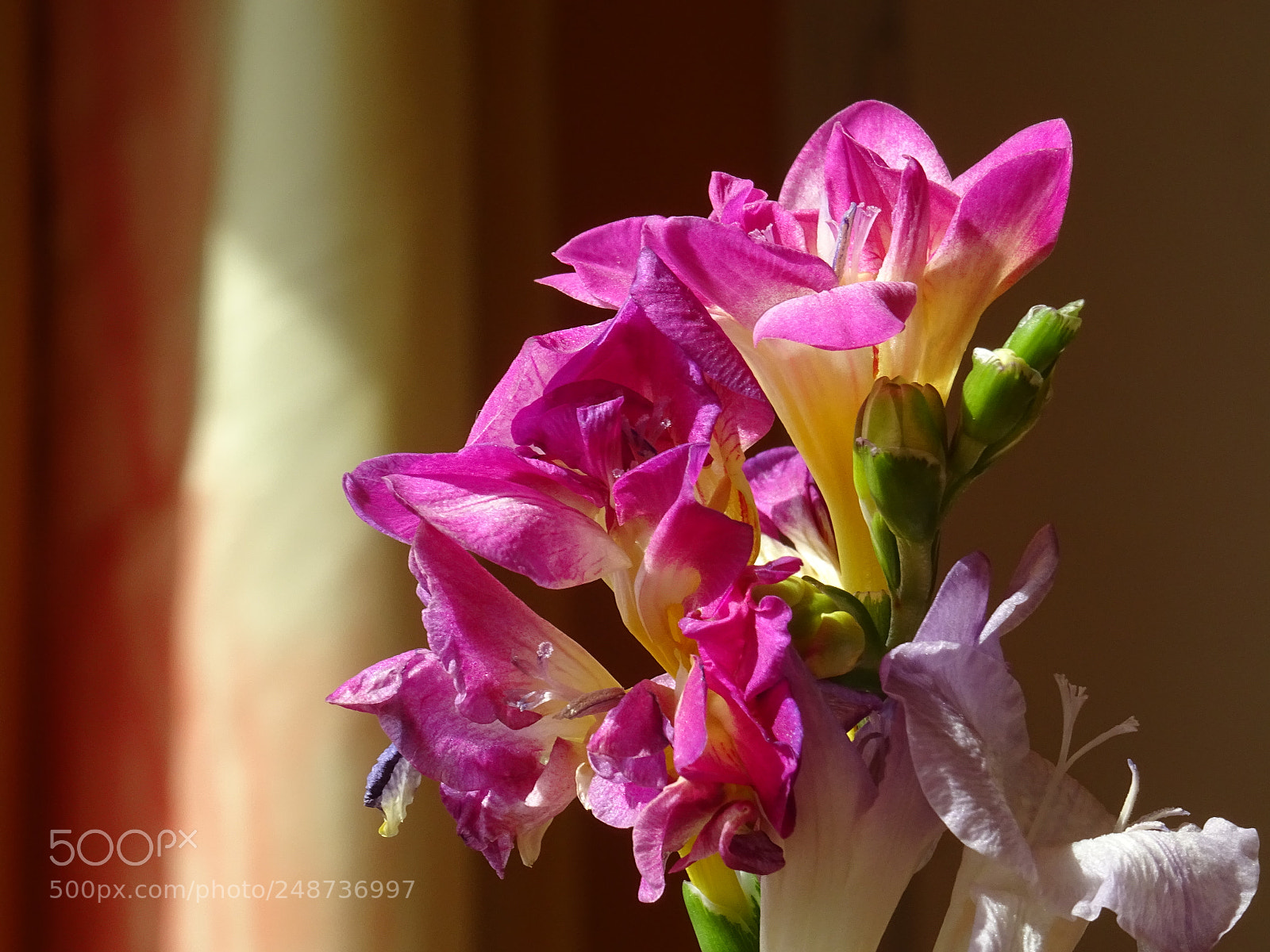 Sony DSC-HX60 sample photo. Dsc photography