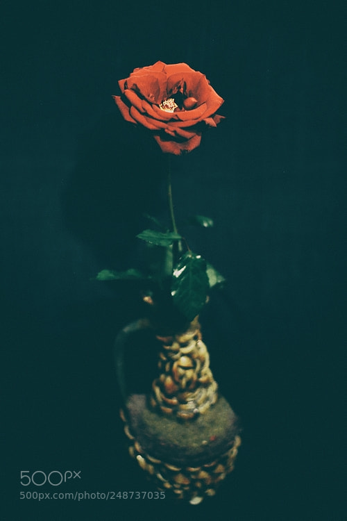 Canon EOS 760D (EOS Rebel T6s / EOS 8000D) sample photo. Red photography