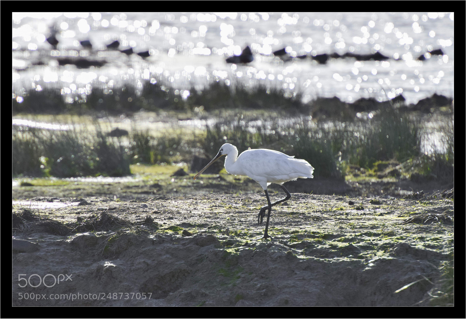 Nikon D5300 sample photo. Spatule photography
