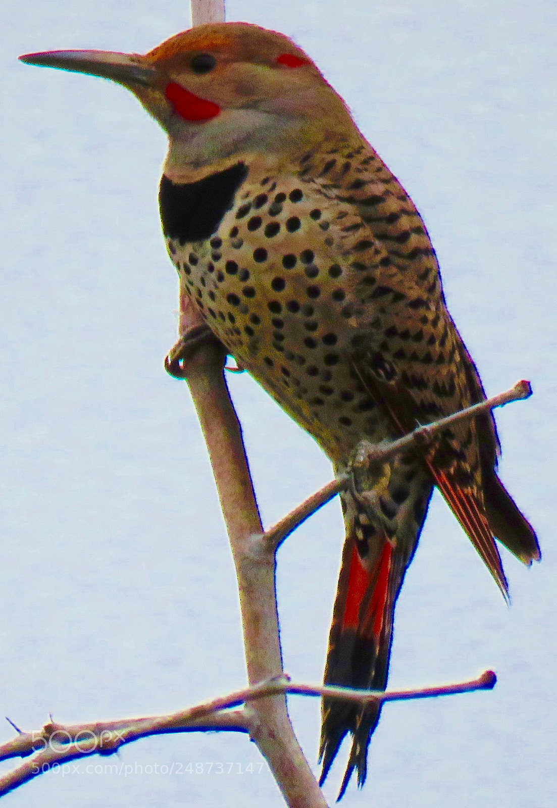 Canon PowerShot SX60 HS sample photo. Leopard skin vest photography