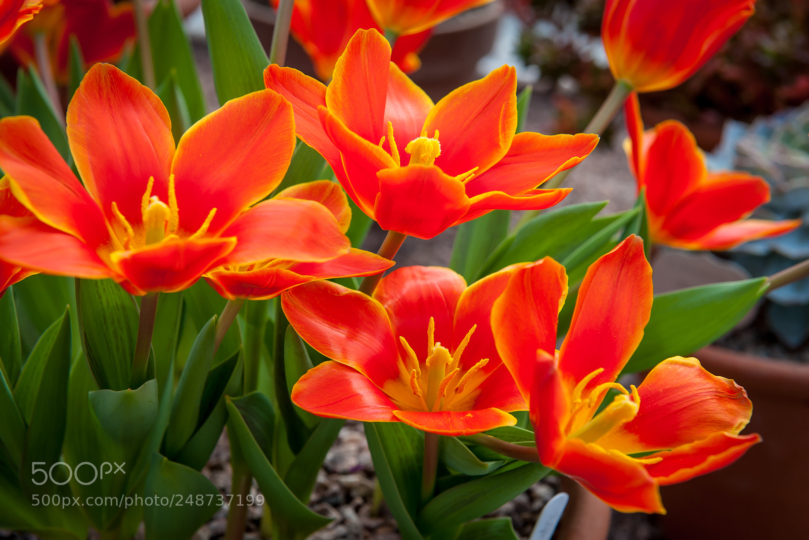 Nikon D3 sample photo. Flowers photography