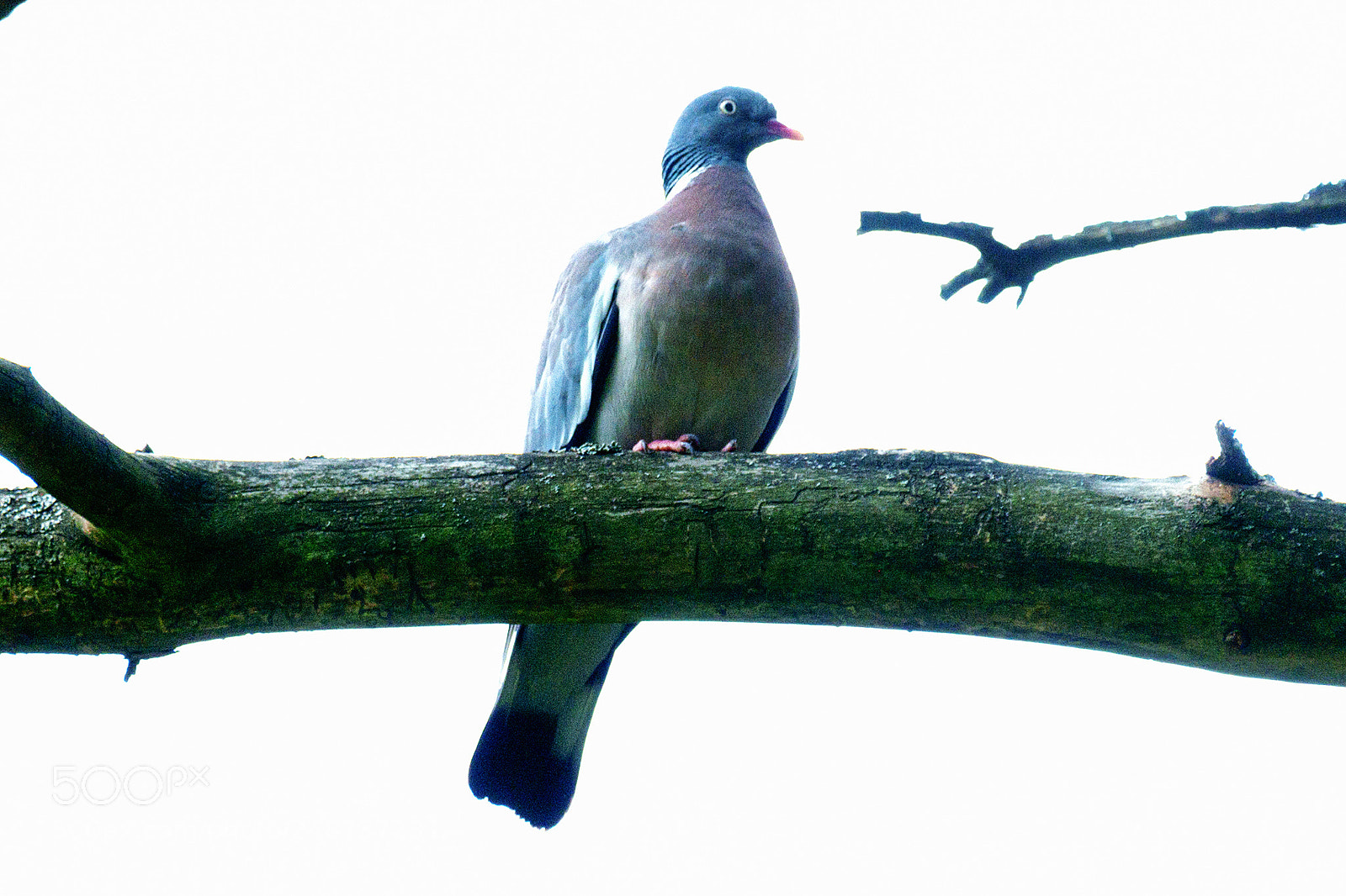 Fujifilm X-A1 sample photo. Stock pigeon photography