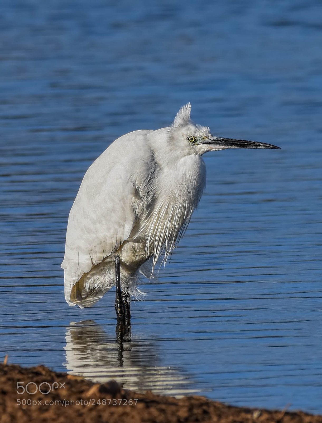 Nikon D7200 sample photo. Little egret photography