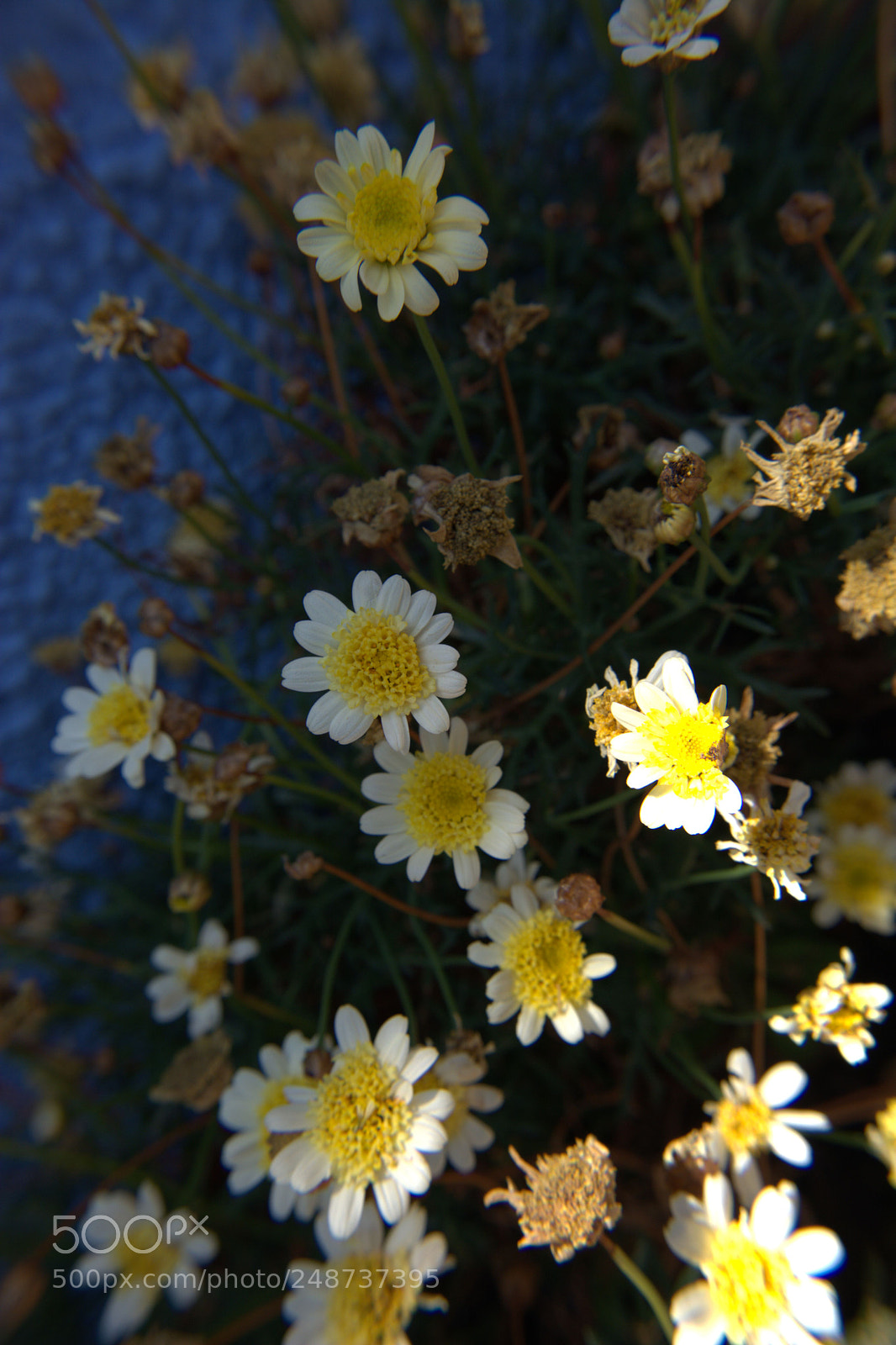 Nikon D5200 sample photo. Flores del jardin. photography