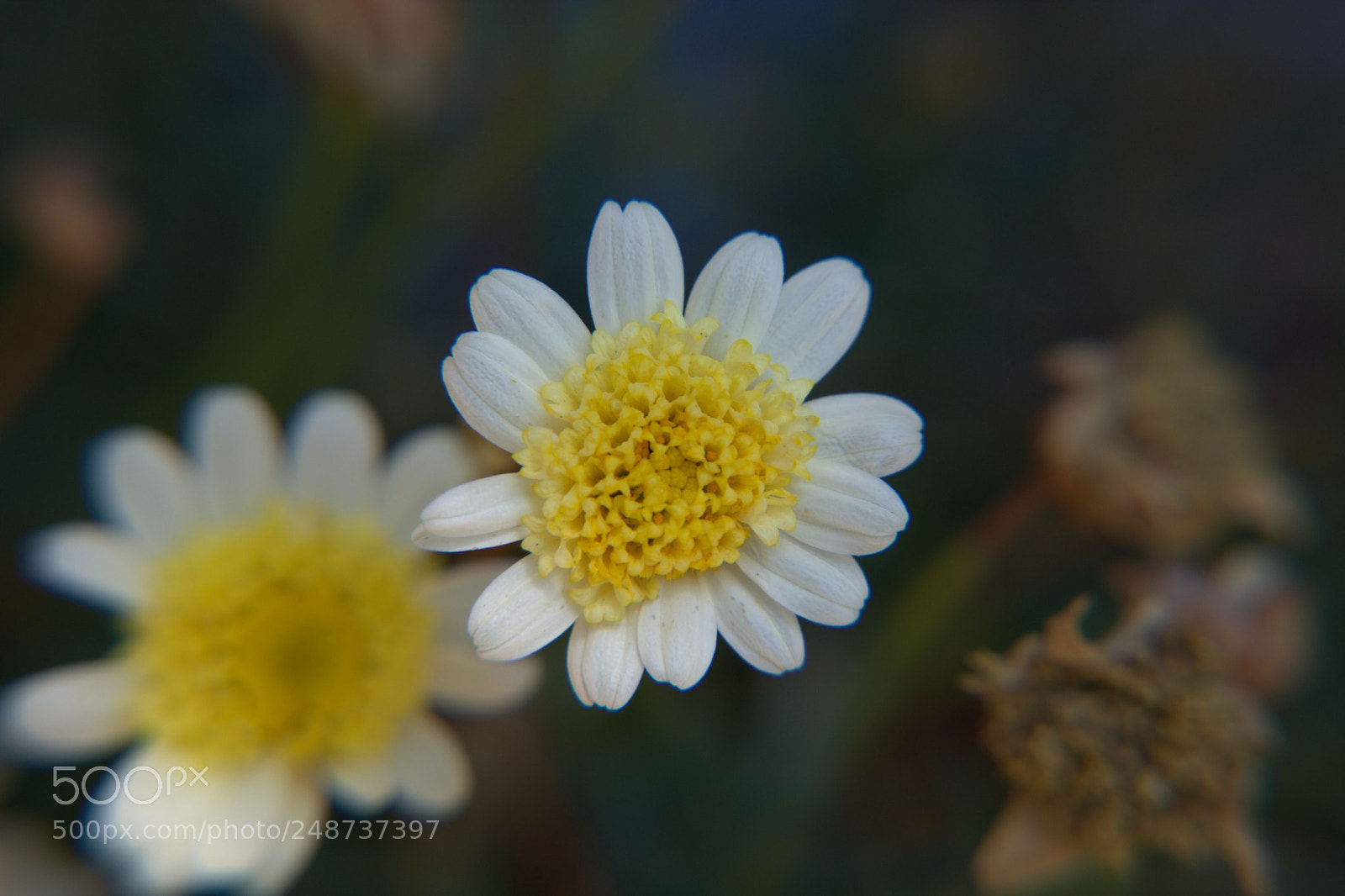 Nikon D5200 sample photo. Flores del jardin. photography