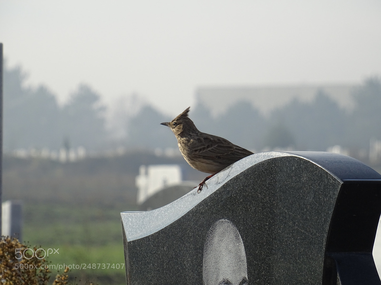 Sony DSC-HX60 sample photo. Bird photography