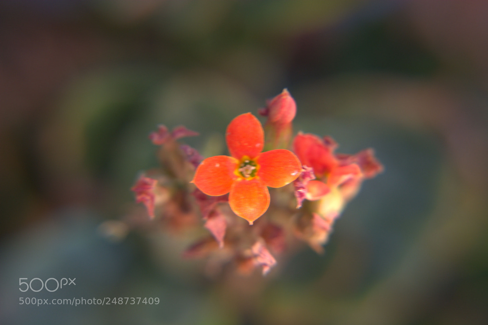 Nikon D5200 sample photo. Flores del jardin. photography