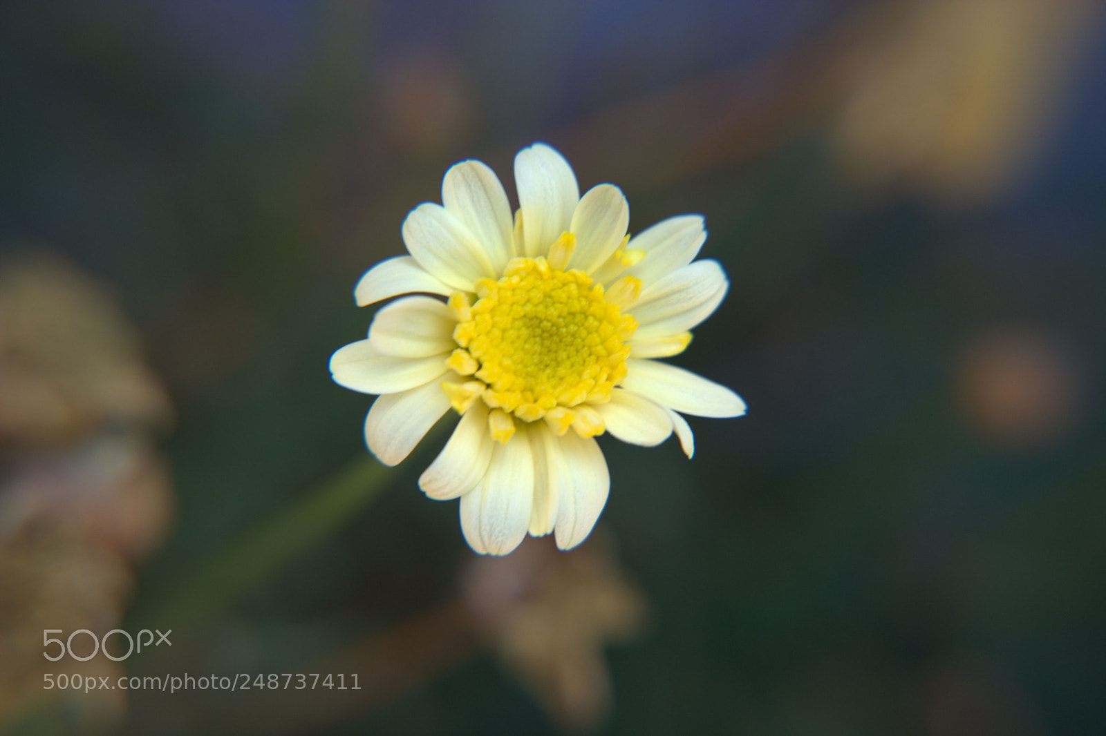Nikon D5200 sample photo. Flores del jardin. photography