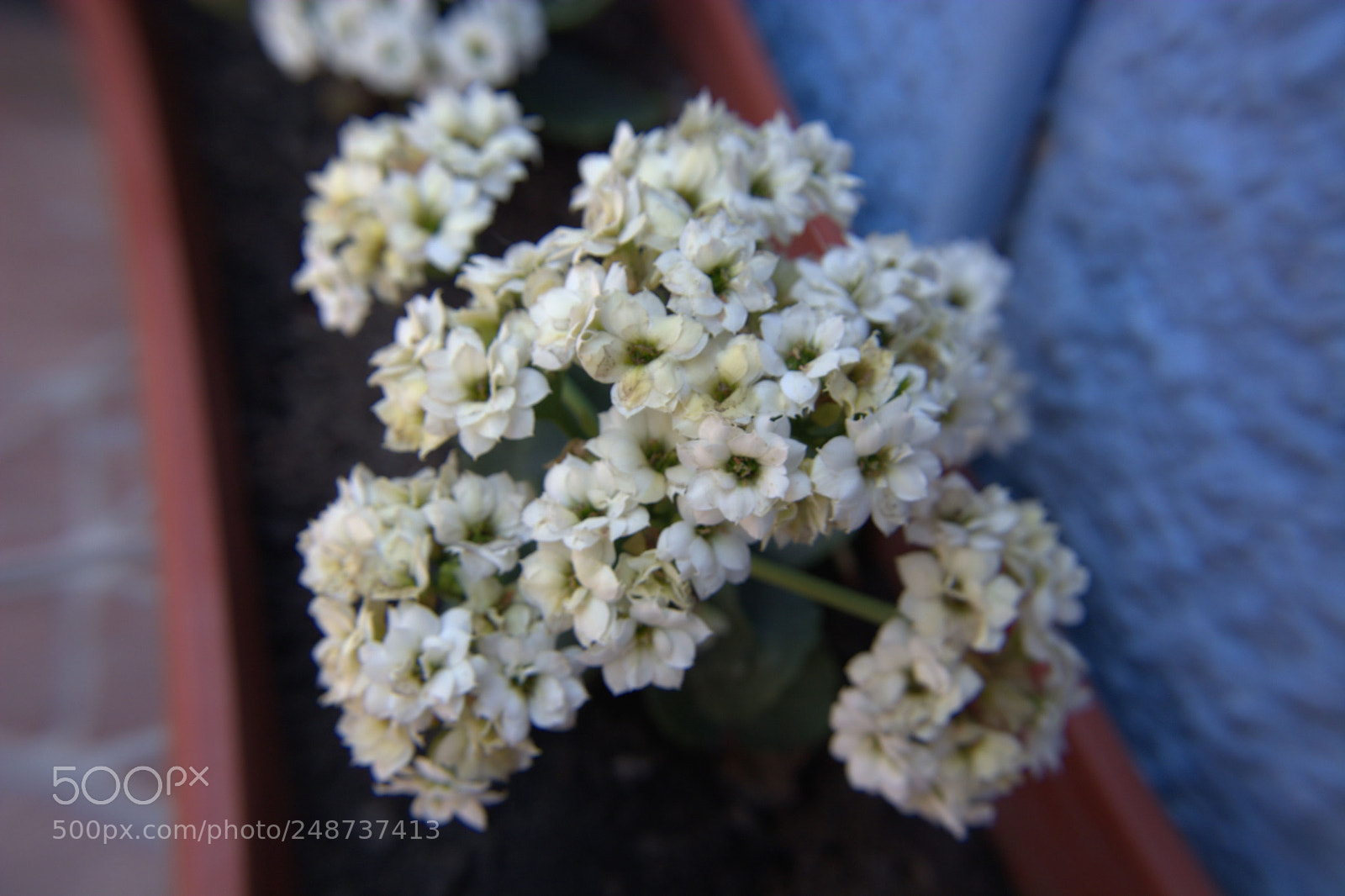 Nikon D5200 sample photo. Flores del jardin. photography