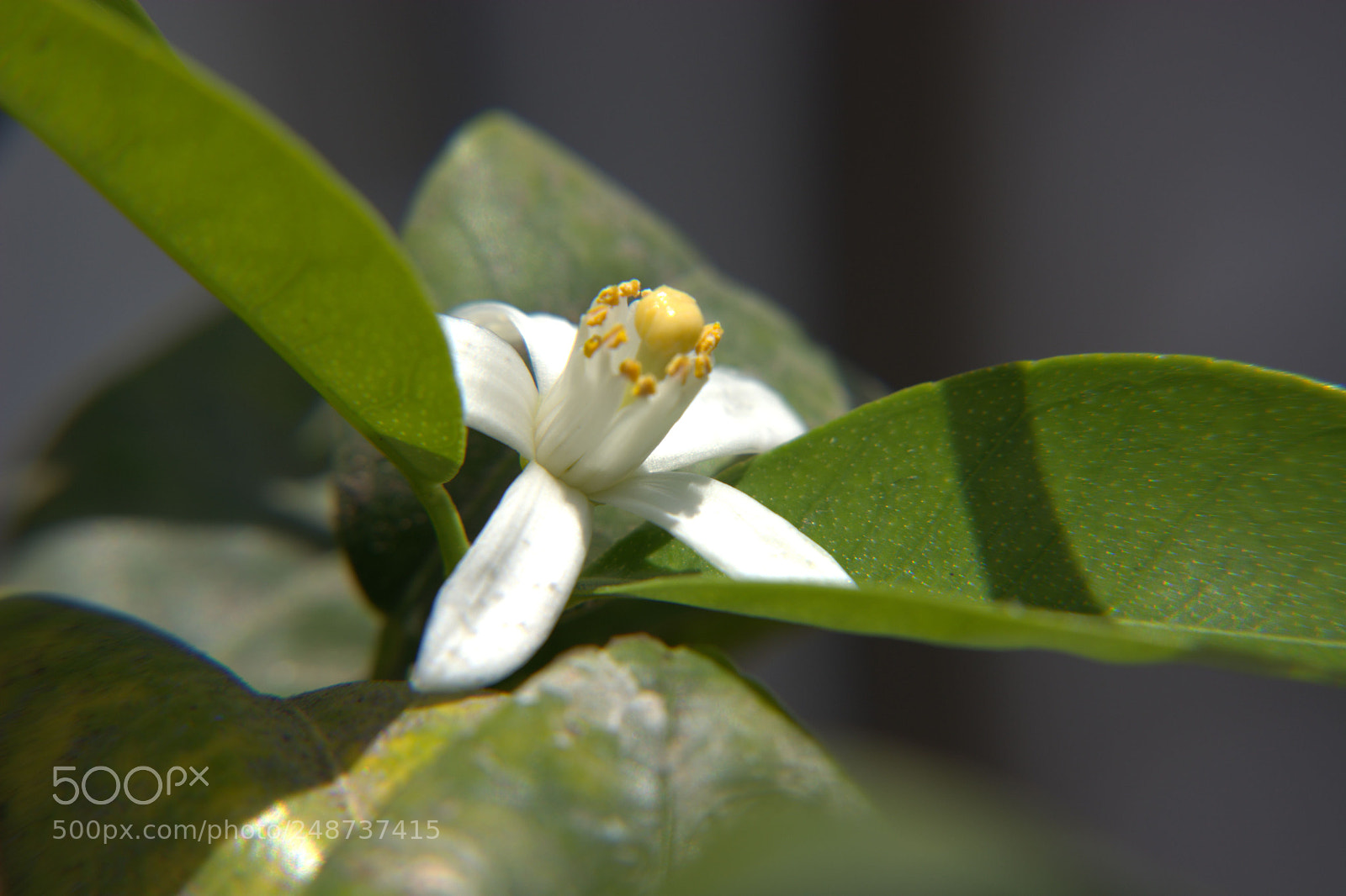 Nikon D5200 sample photo. Flores del jardin. photography