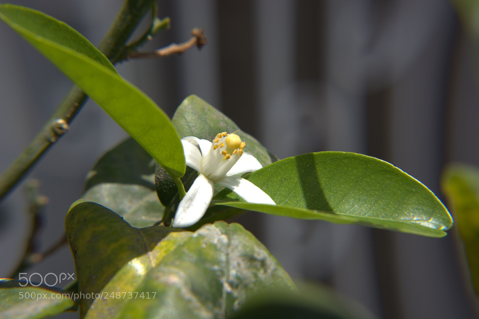 Nikon D5200 sample photo. Flores del jardin. photography