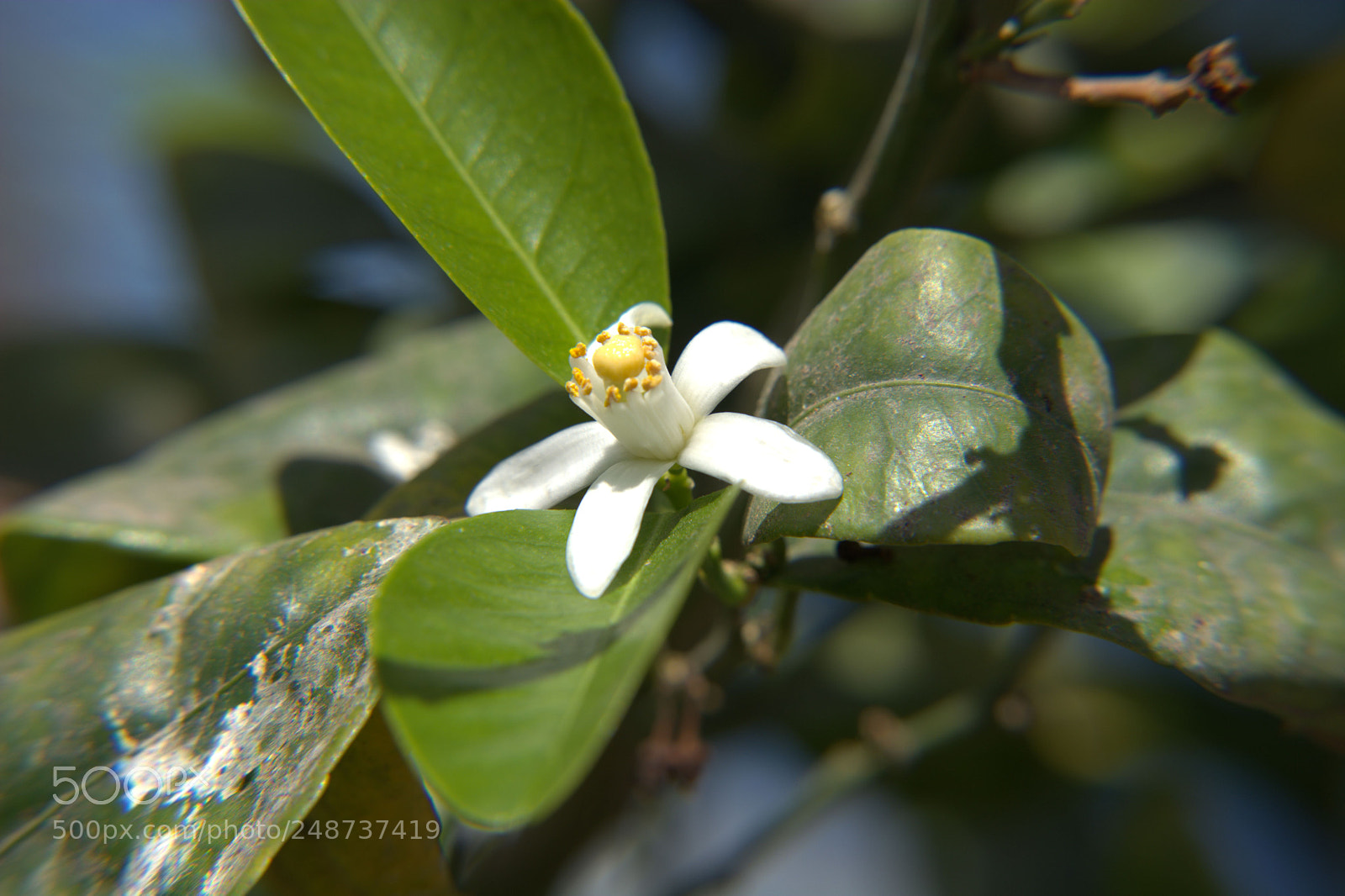 Nikon D5200 sample photo. Flores del jardin. photography