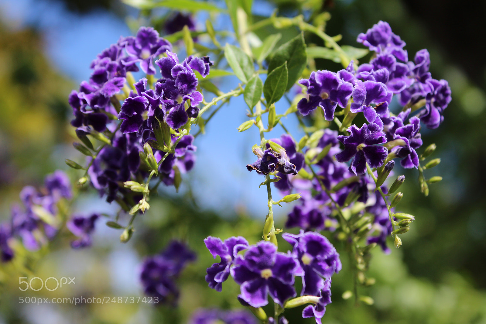 Canon EOS 600D (Rebel EOS T3i / EOS Kiss X5) sample photo. Img photography