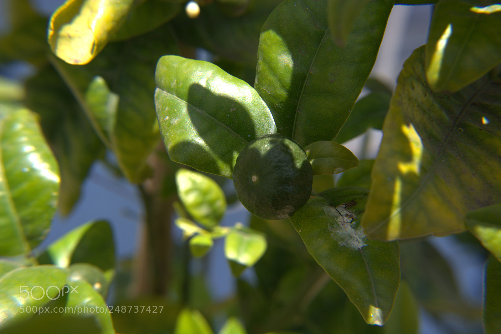 Nikon D5200 sample photo. Flores del jardin. photography