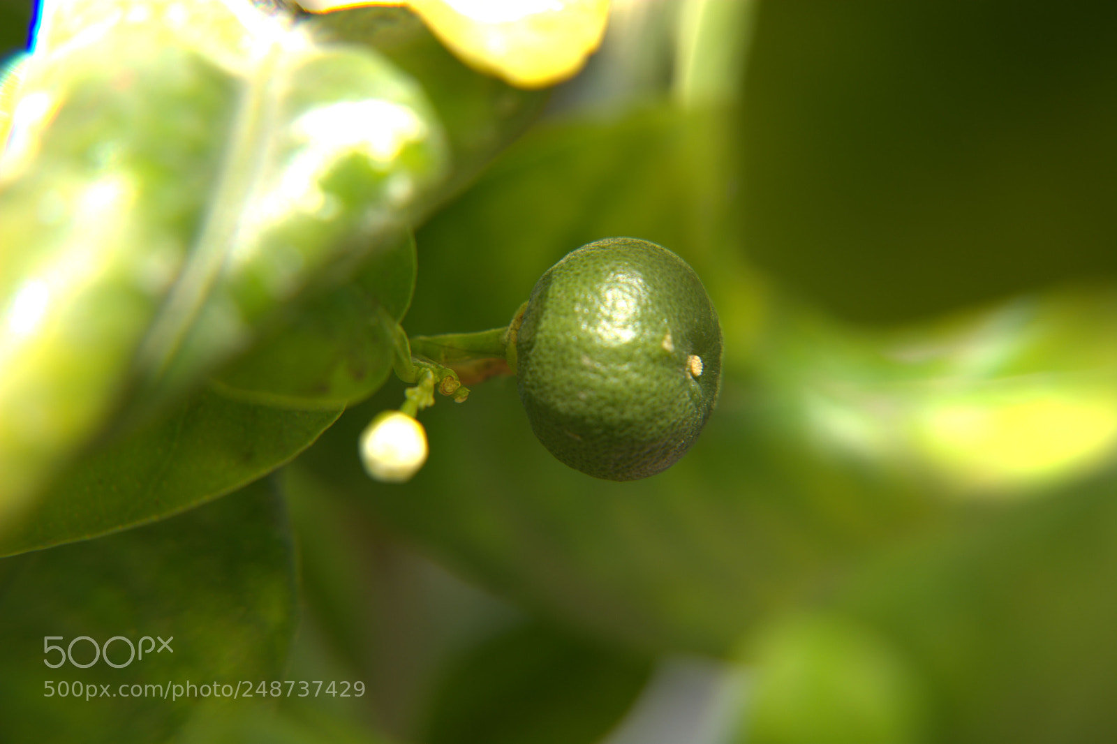 Nikon D5200 sample photo. Flores del jardin. photography