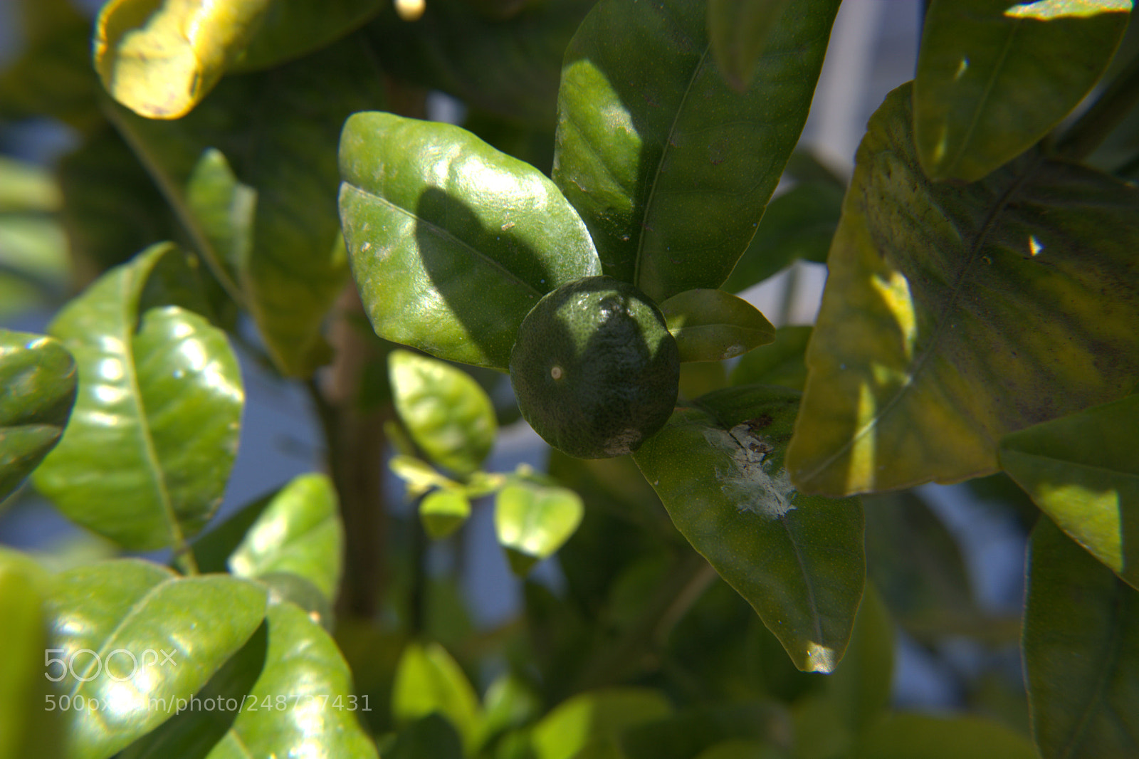 Nikon D5200 sample photo. Flores del jardin. photography
