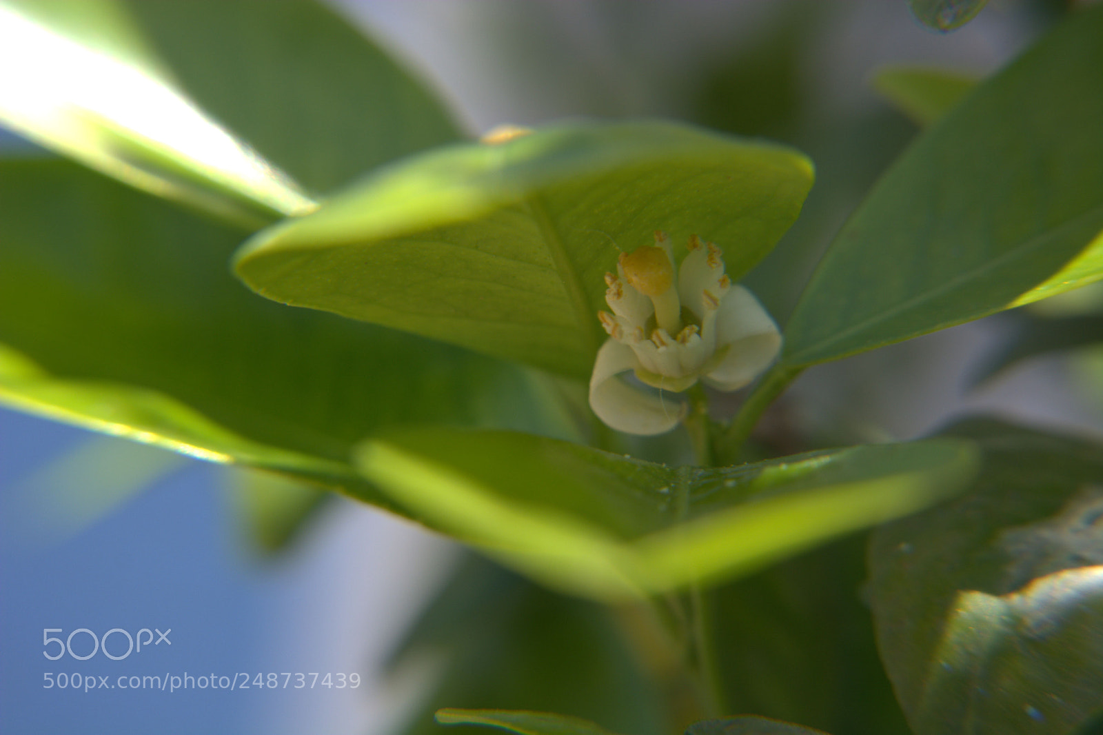 Nikon D5200 sample photo. Flores del jardin. photography
