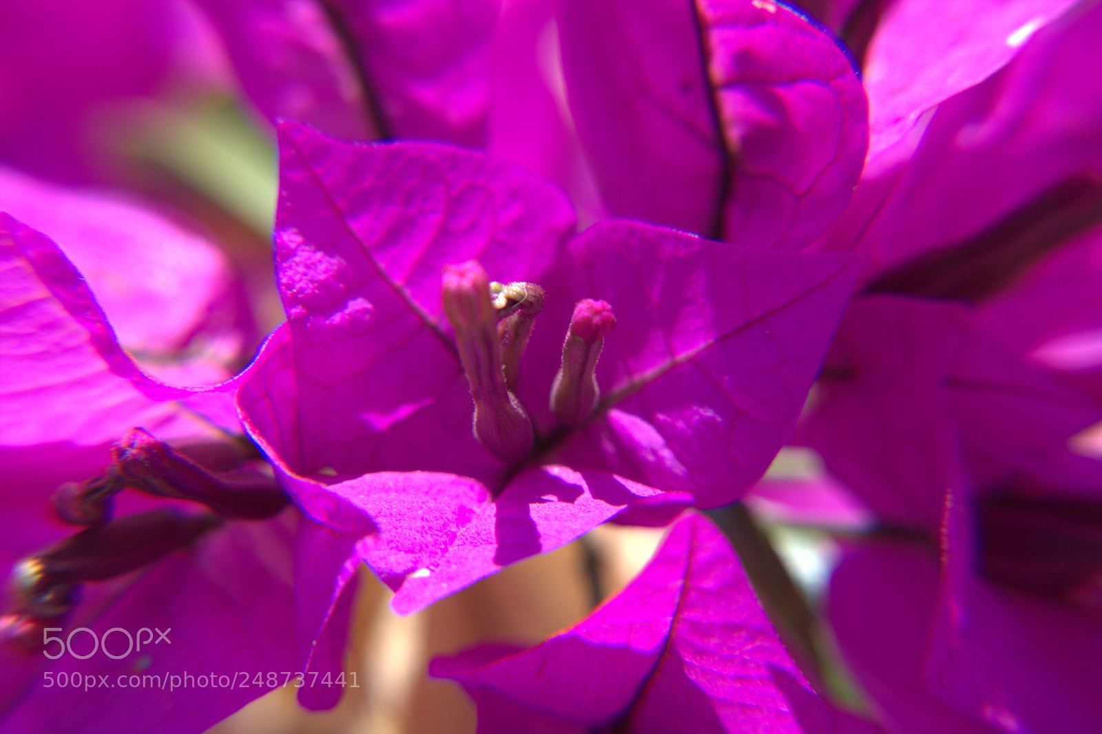 Nikon D5200 sample photo. Flores del jardin. photography