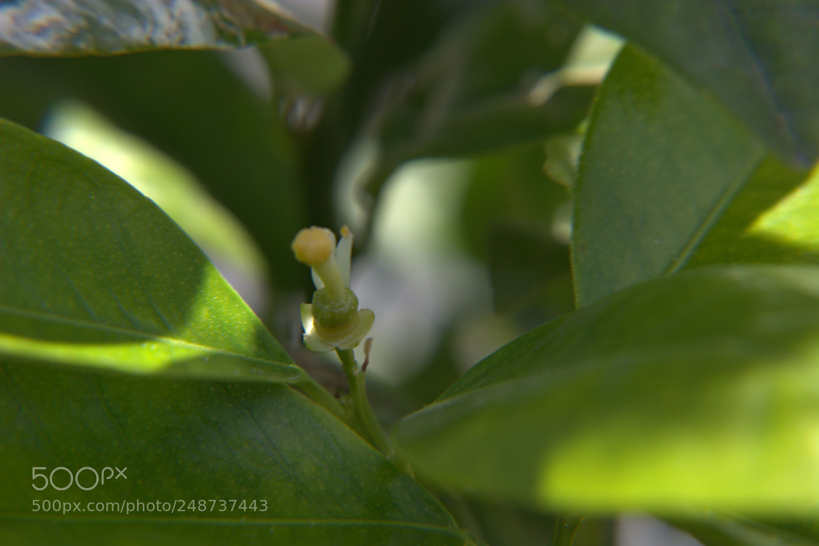 Nikon D5200 sample photo. Flores del jardin. photography