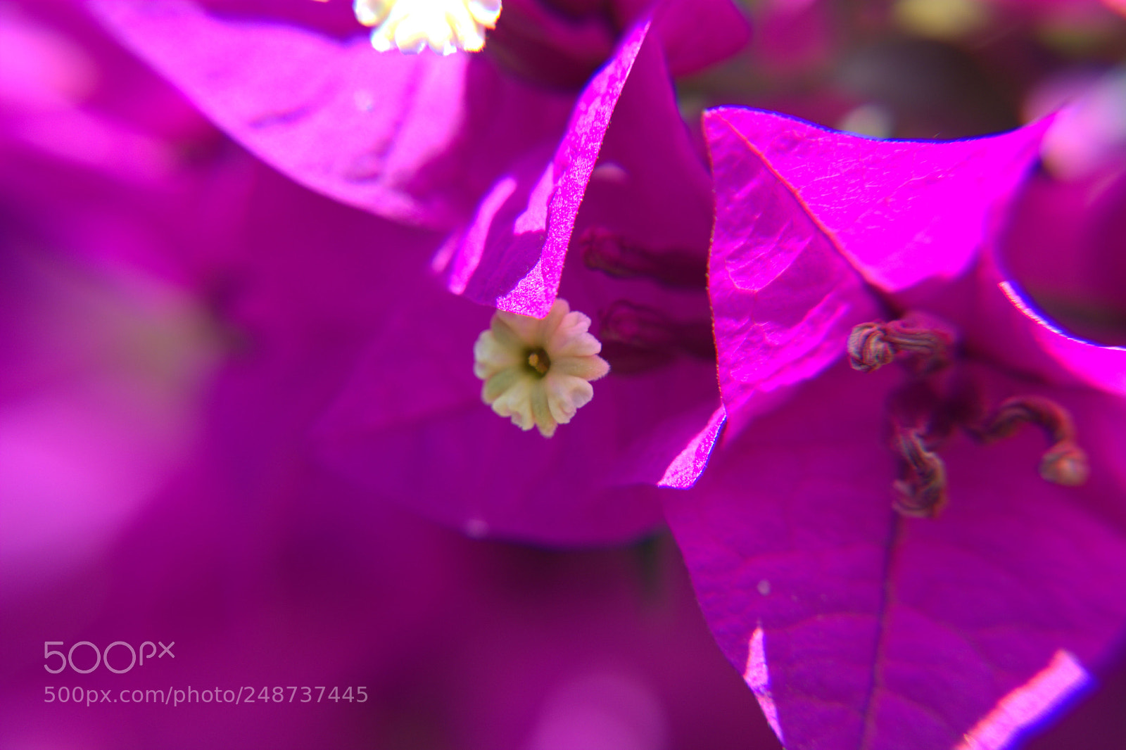 Nikon D5200 sample photo. Flores del jardin. photography