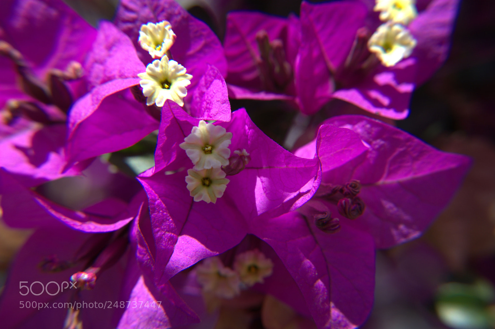 Nikon D5200 sample photo. Flores del jardin. photography