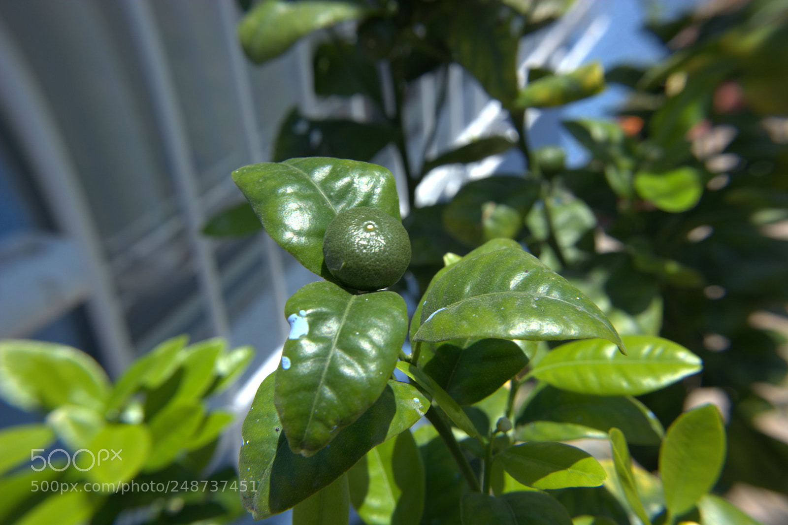 Nikon D5200 sample photo. Flores del jardin. photography