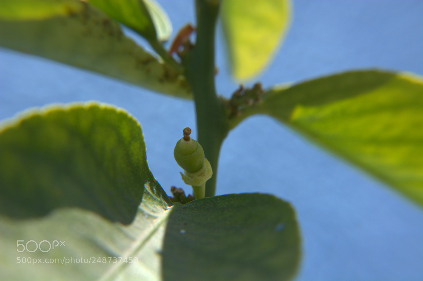 Nikon D5200 sample photo. Flores del jardin. photography