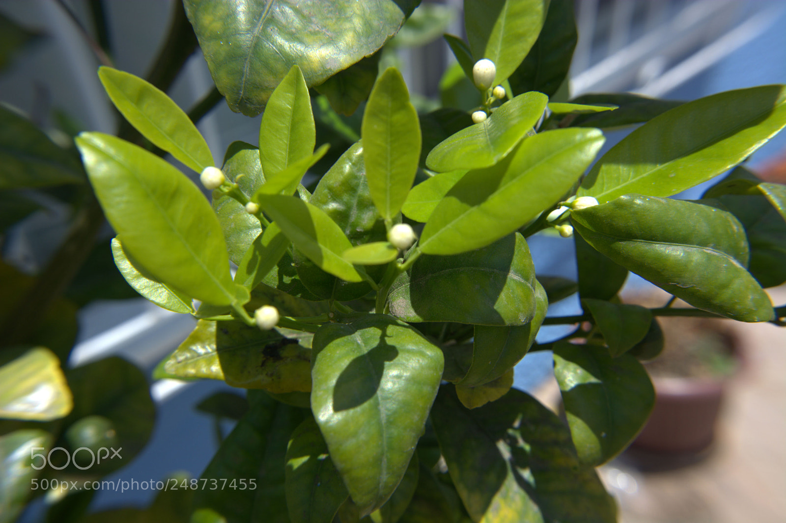 Nikon D5200 sample photo. Flores del jardin. photography