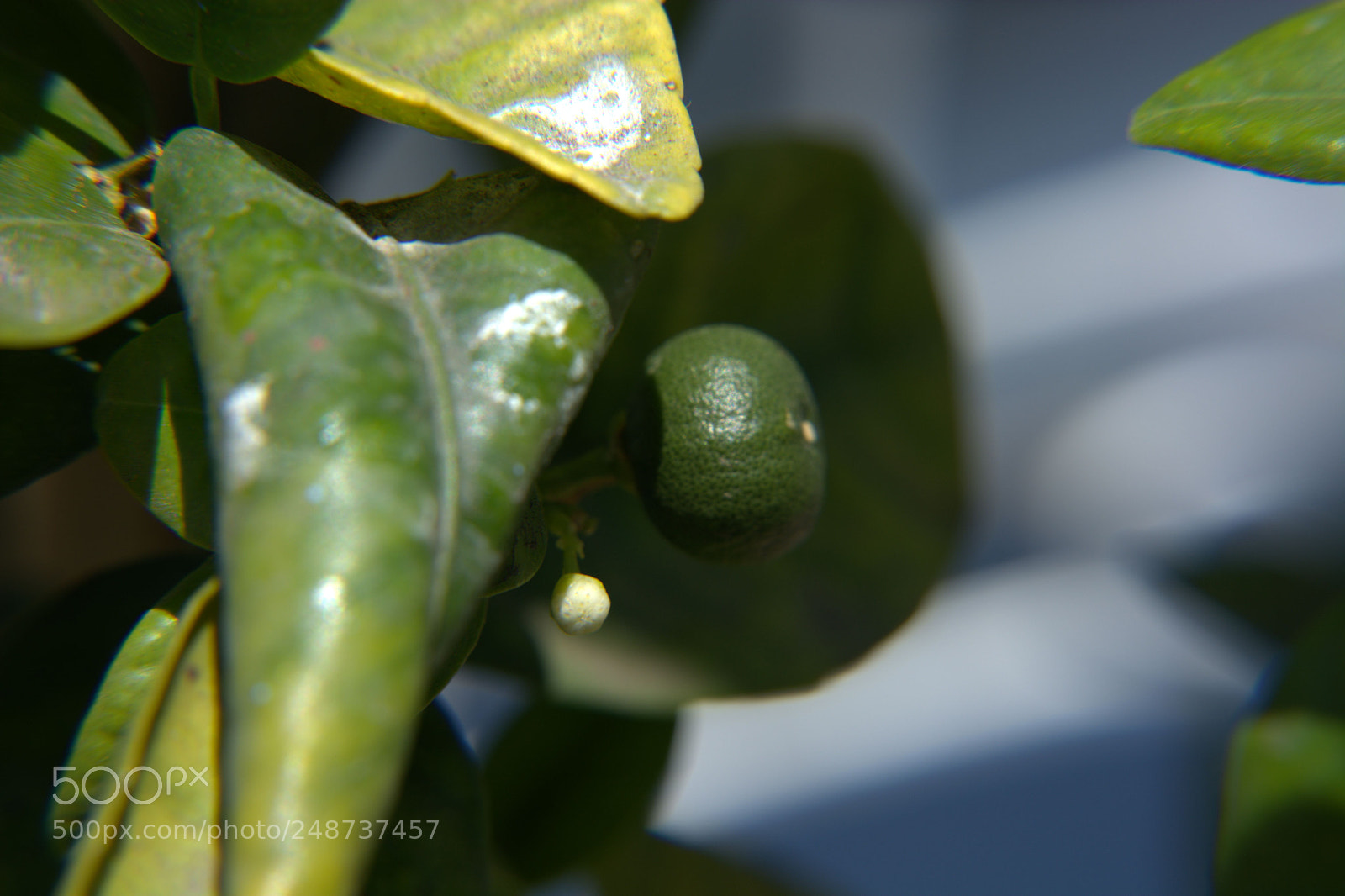 Nikon D5200 sample photo. Flores del jardin. photography
