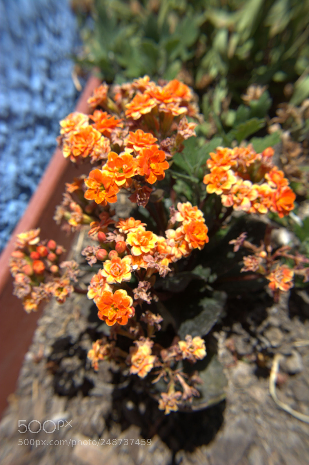 Nikon D5200 sample photo. Flores del jardin. photography