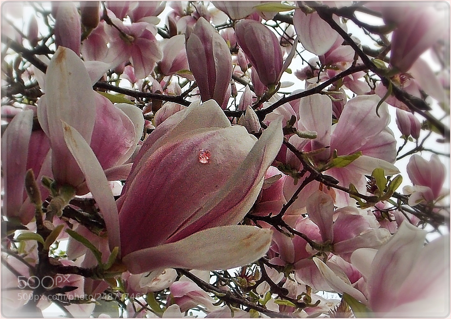 Nikon Coolpix L810 sample photo. One drop only photography