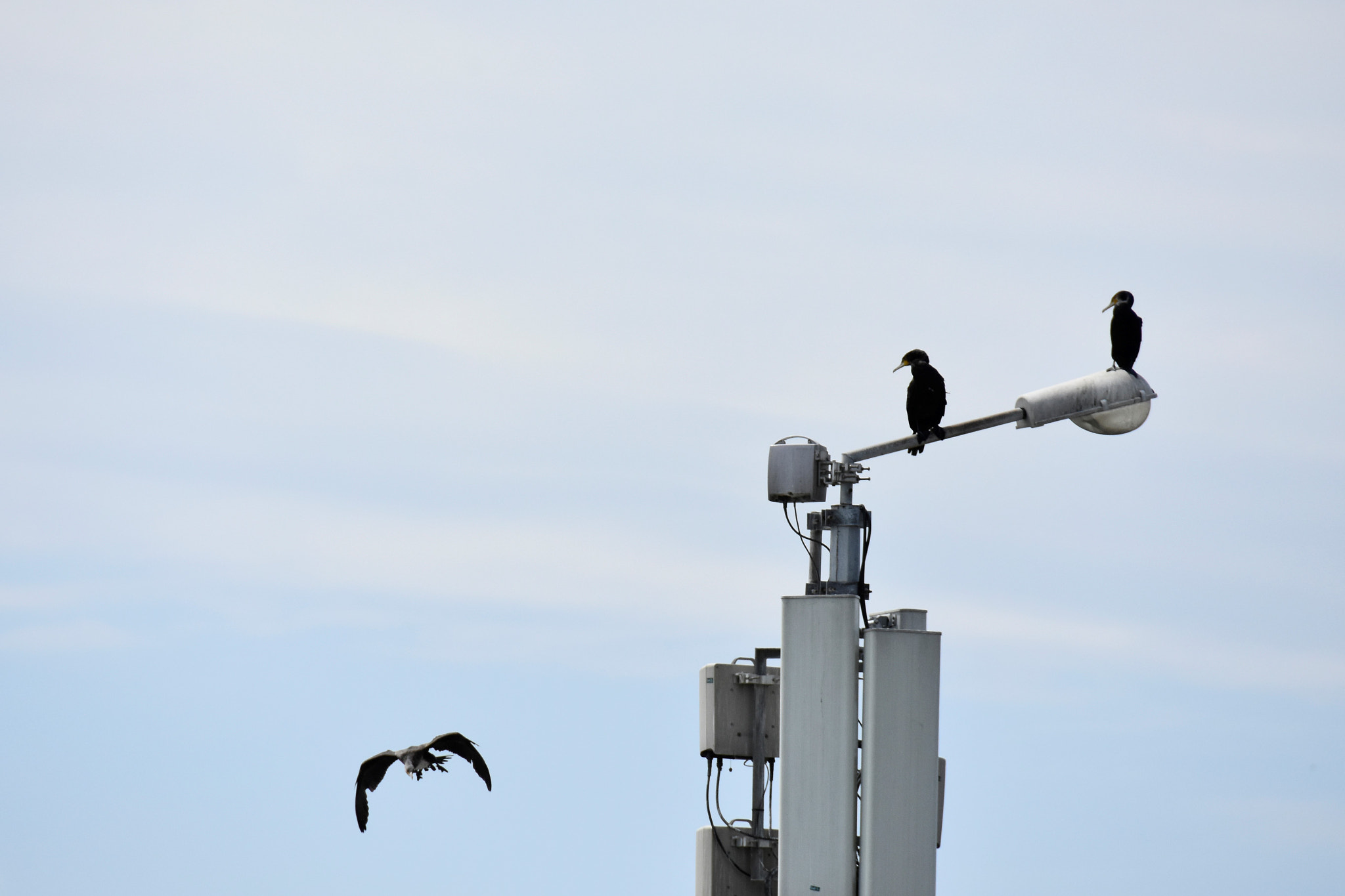 Nikon D7200 sample photo. Nereye? photography