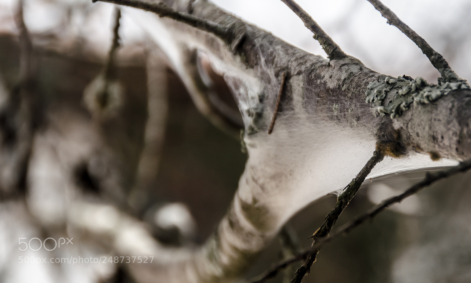 Nikon D5100 sample photo. The quiet branch photography