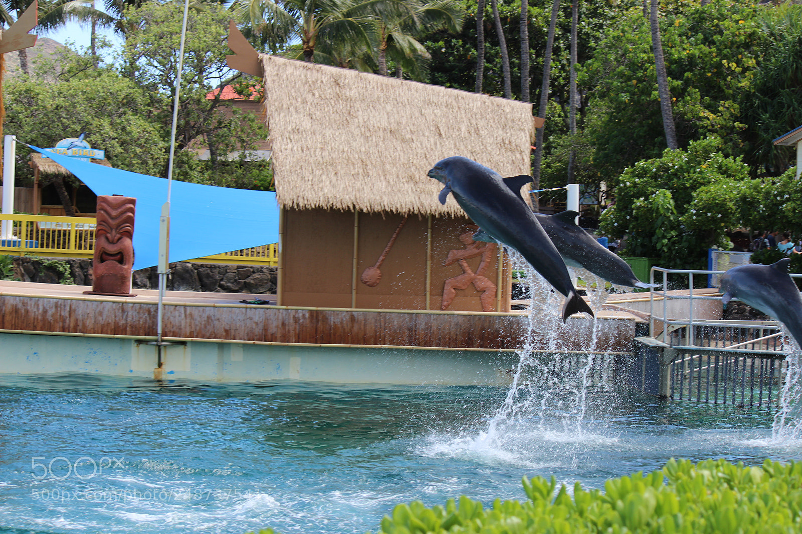 Canon EOS 600D (Rebel EOS T3i / EOS Kiss X5) sample photo. Img photography