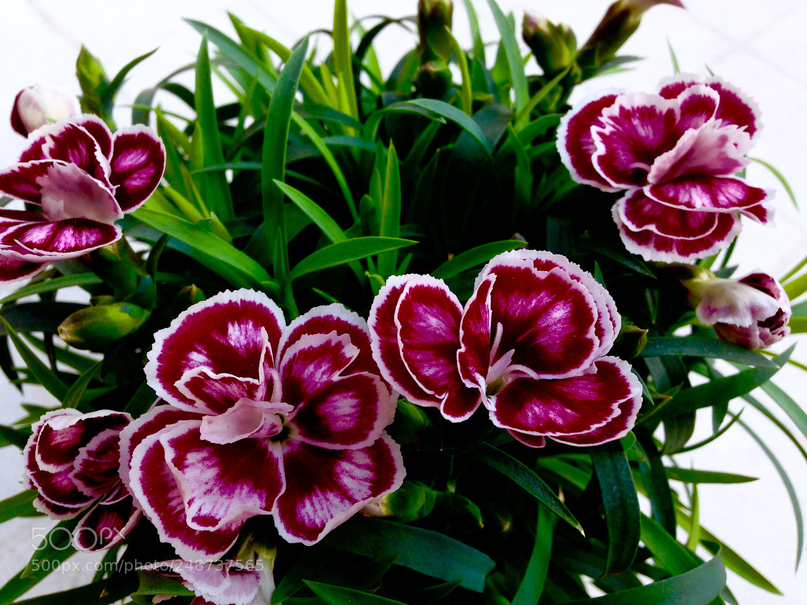 Apple iPhone 5 sample photo. Flower photography