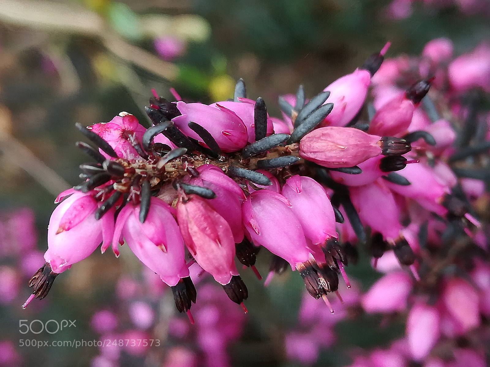 HUAWEI P9 LITE sample photo. Spring photography