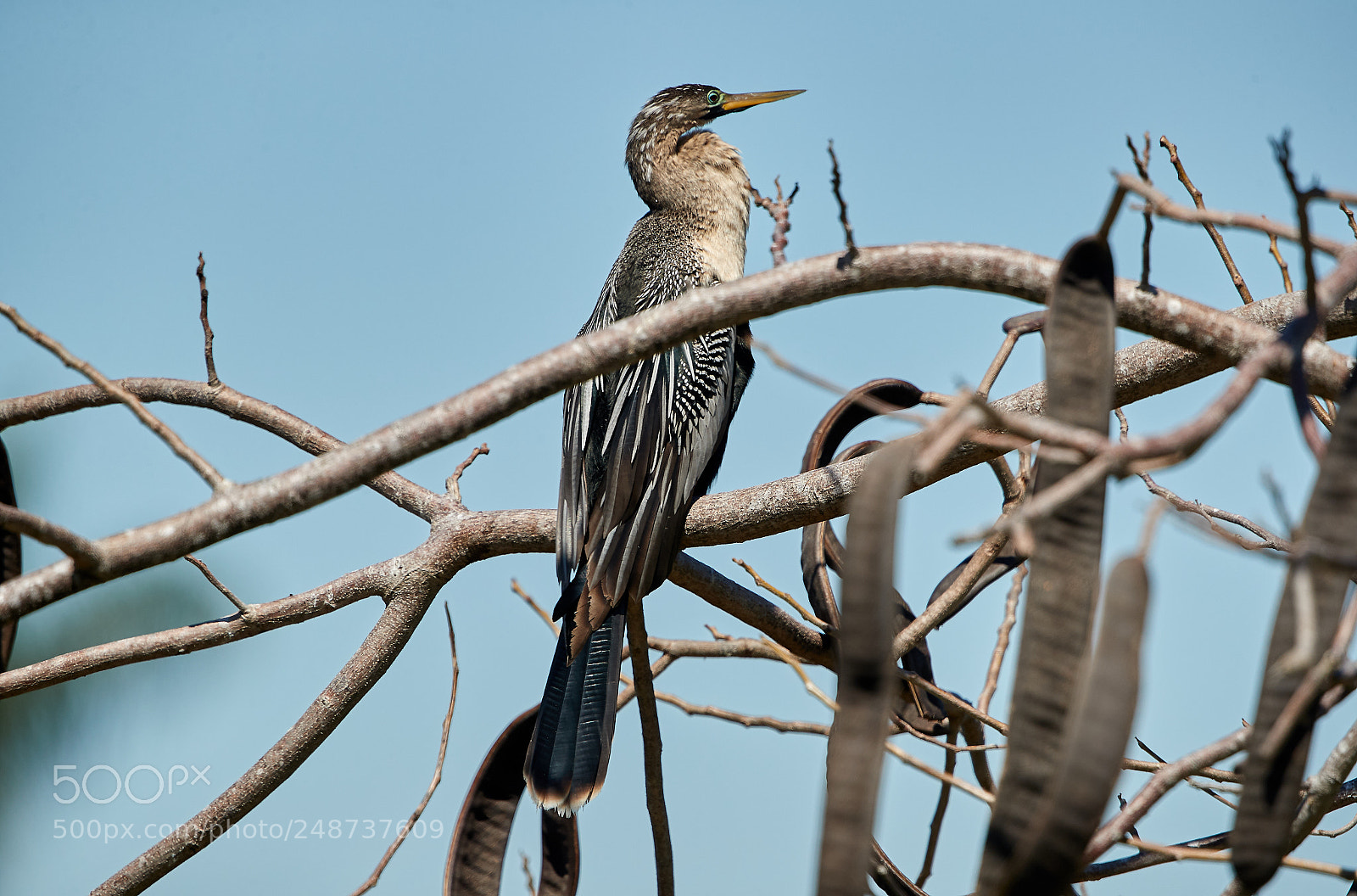 Canon EOS-1D X Mark II sample photo. 03-09-18-0006834.jpg photography