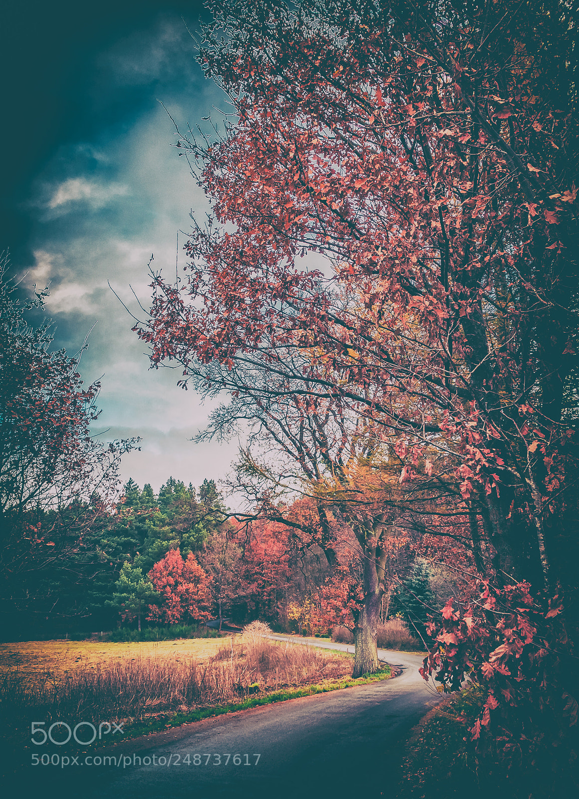Nikon D300S sample photo. Autumn photography