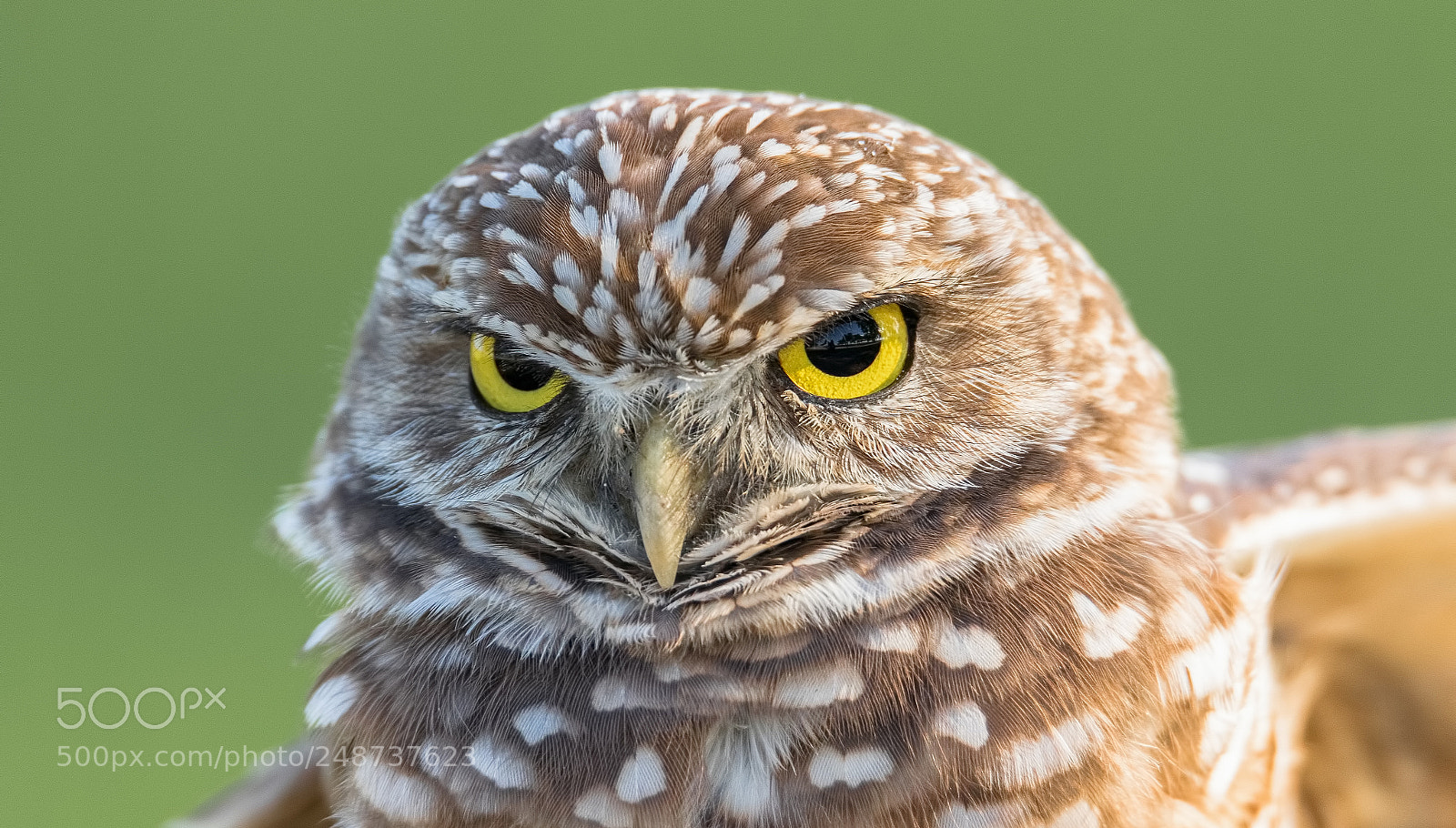 Canon EOS 7D Mark II sample photo. Burrowing owl looking badass photography