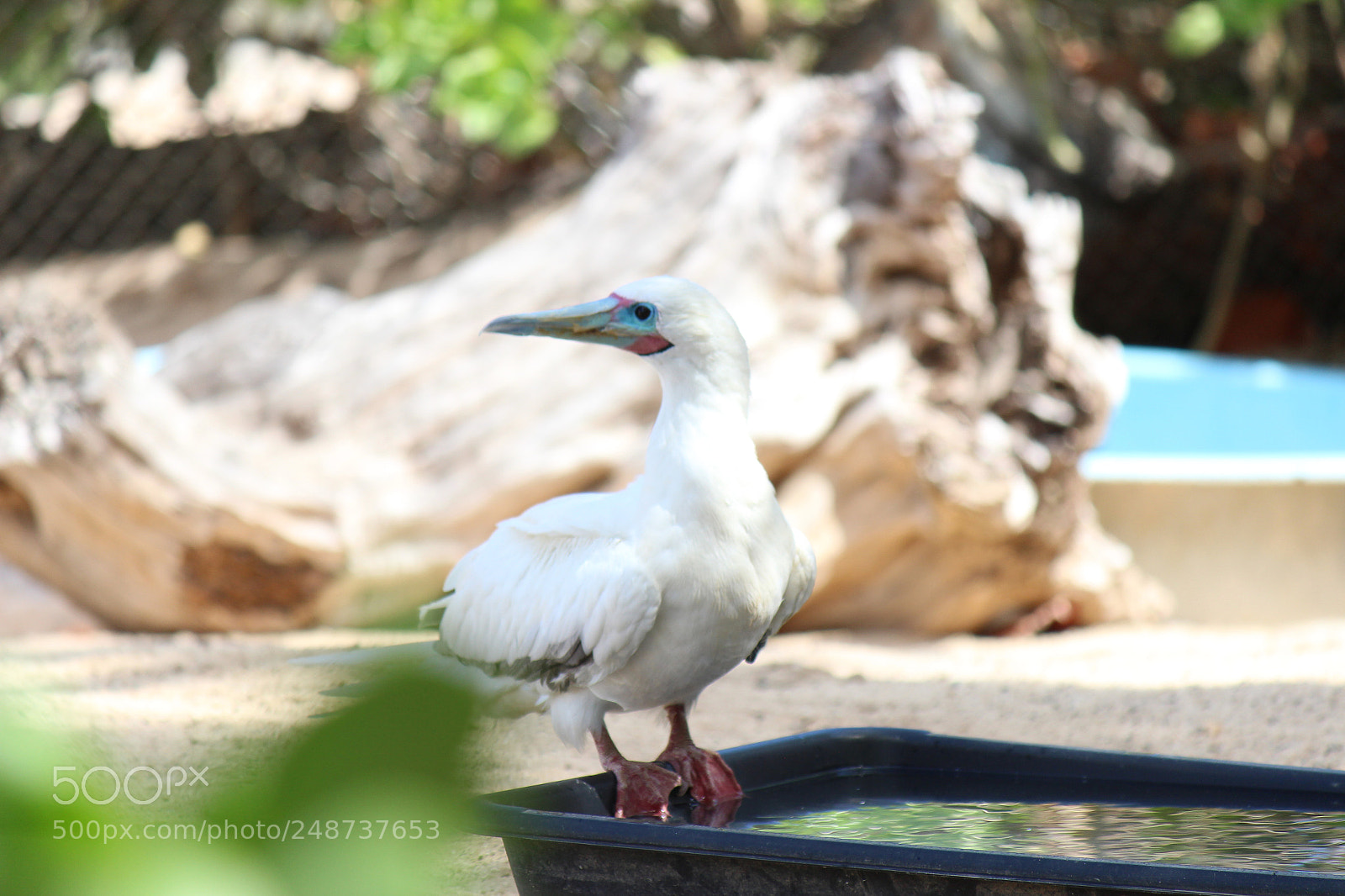 Canon EOS 600D (Rebel EOS T3i / EOS Kiss X5) sample photo. Img photography