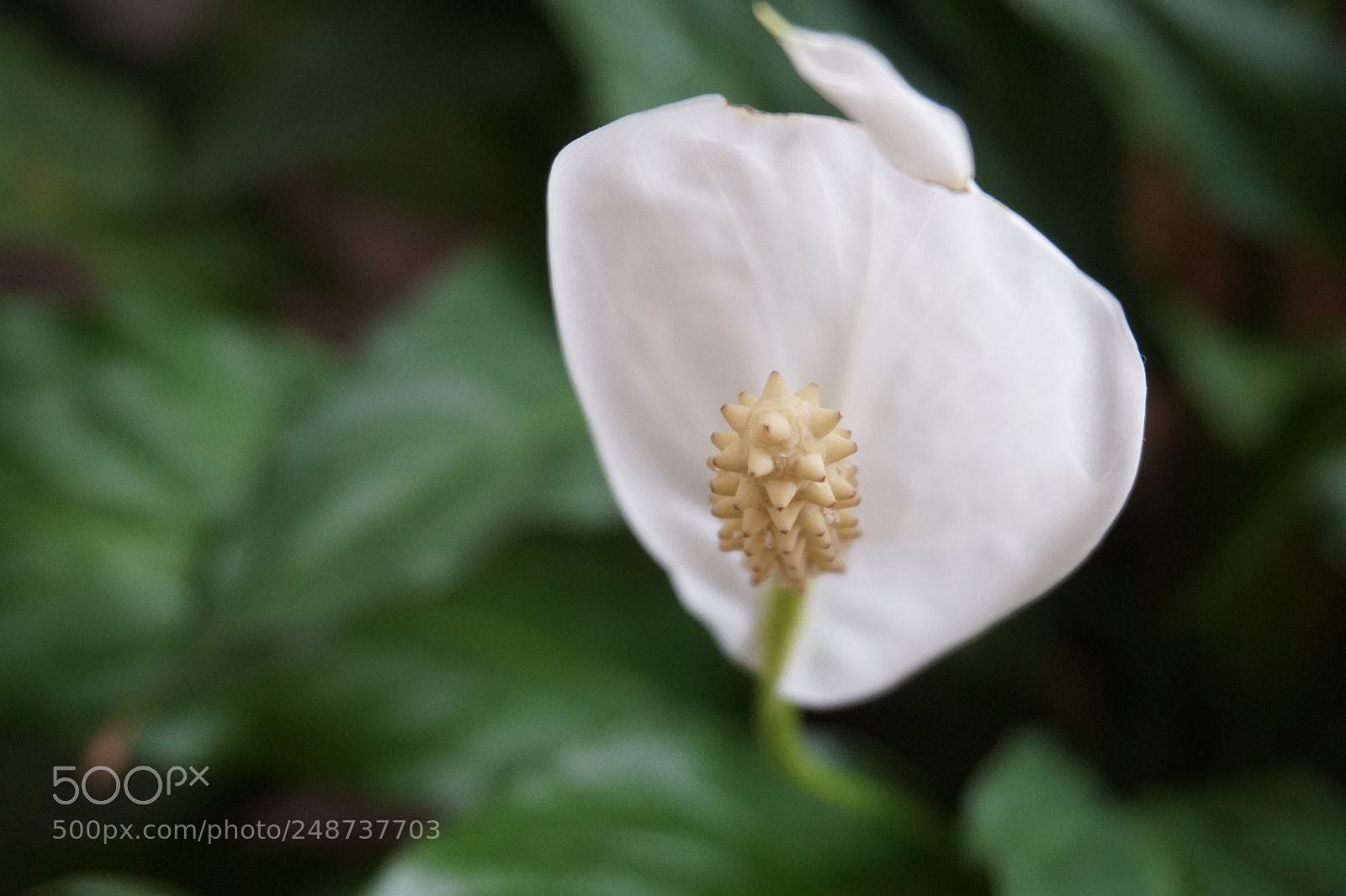 Sony Alpha a5000 (ILCE 5000) sample photo. Spathiphyllum photography